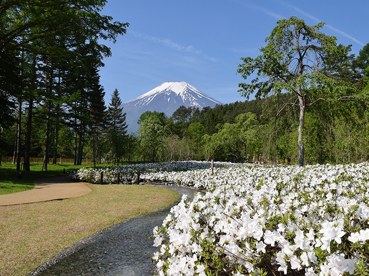 忍野しのびの里の富士山を望む日本庭園