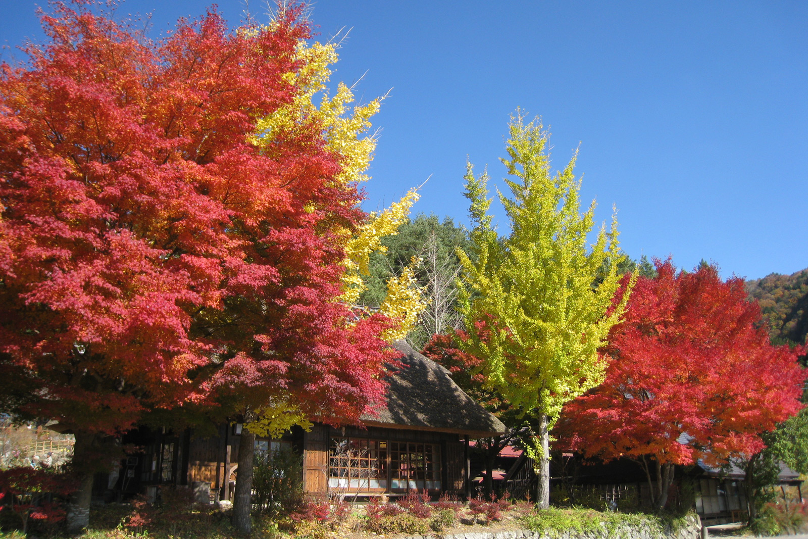 西湖いやしの里根場の茅葺き屋根と富士山