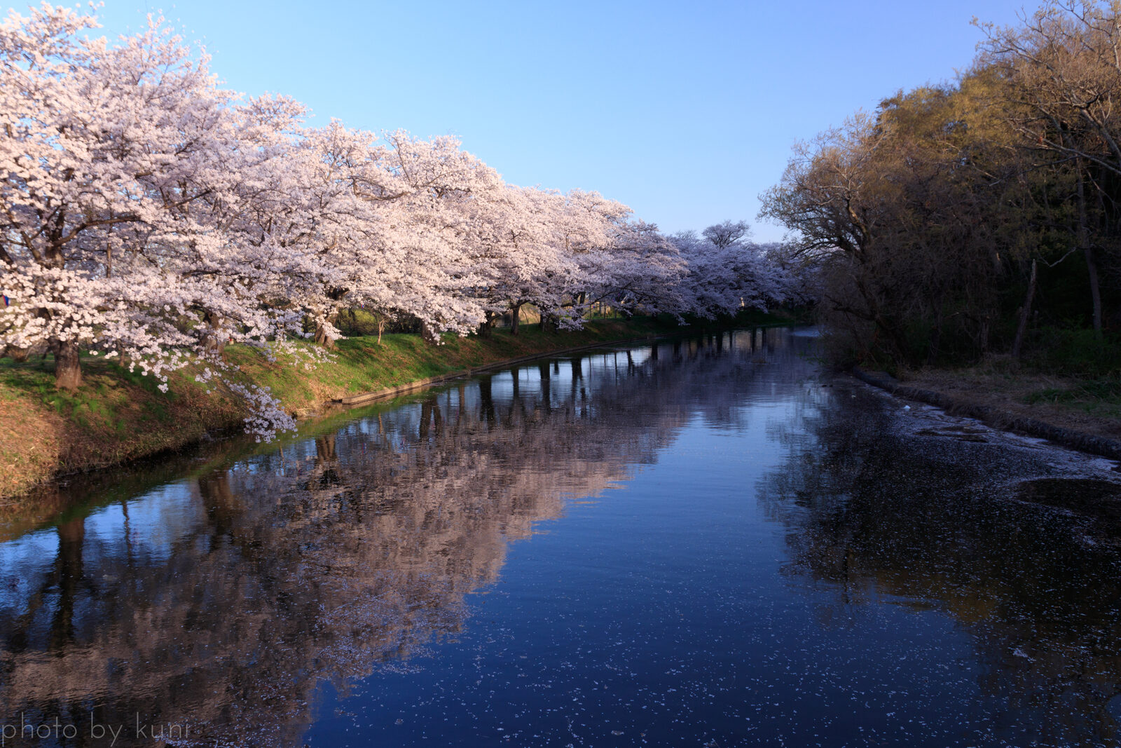 福岡堰さくら公園の桜並木、小貝川沿い