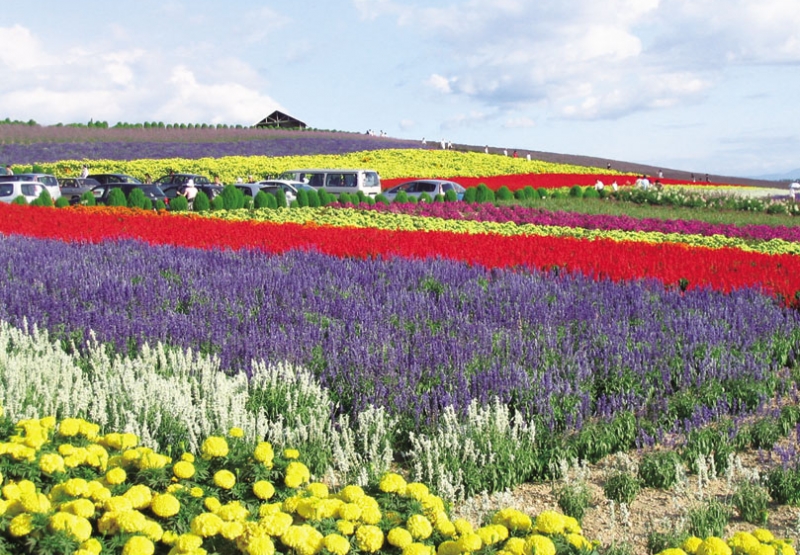 かんのファームの丘に広がる色とりどりの花畑と駐車場エリア