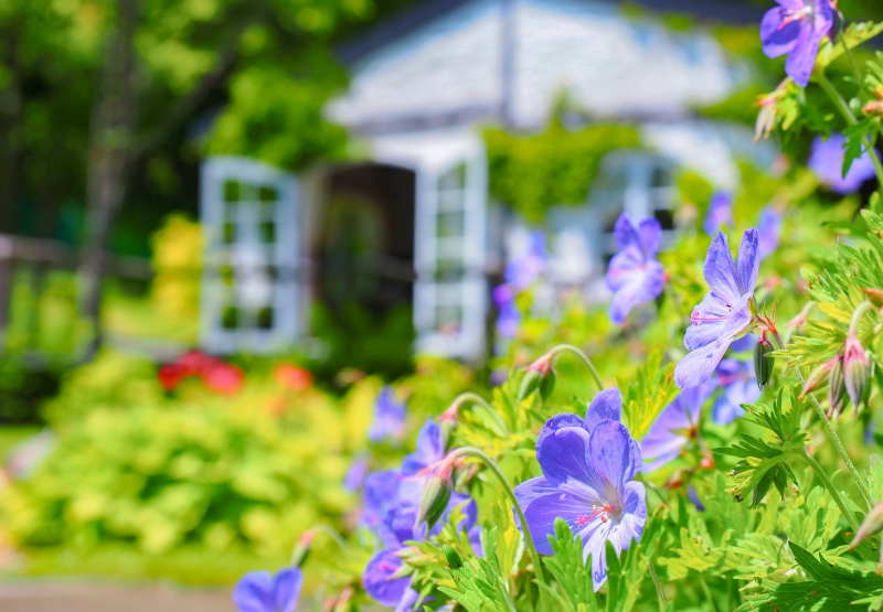 風のガーデンに咲くゲラニウムの紫の花のクローズアップ
