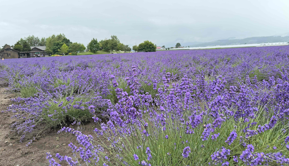 ラベンダーイーストの無数の小さな花が紫の海を作る近景