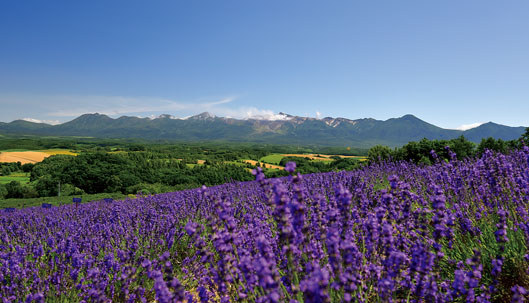 深山峠から望むラベンダー畑と十勝岳連峰