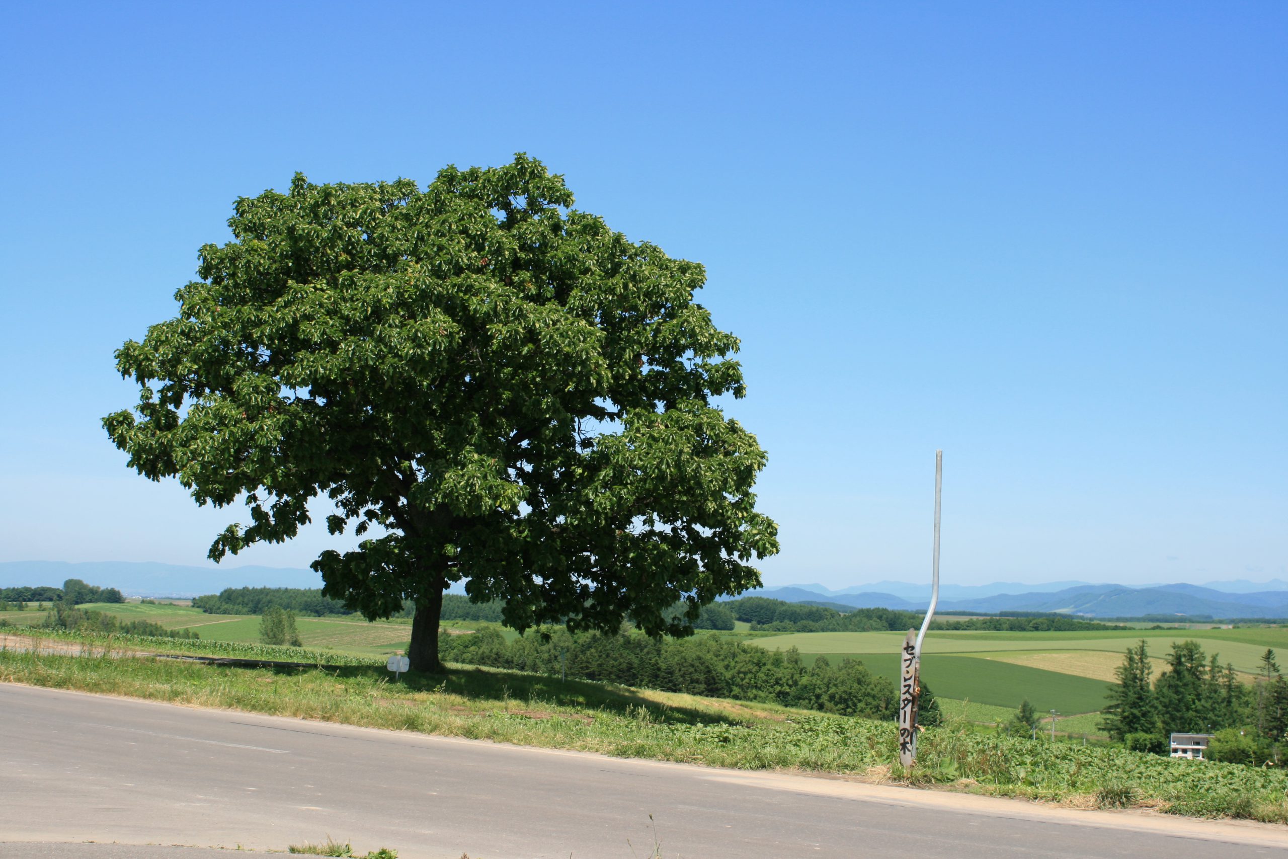 セブンスターの木と青空、パッチワークの路の丘陵風景