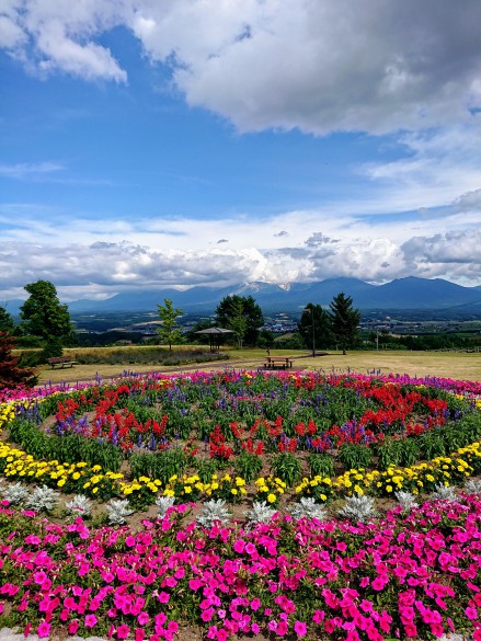 千望峠展望台そばの花壇と十勝岳連峰