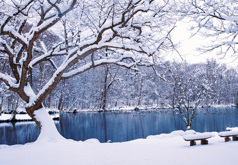 雪化粧した鳥沼公園の木々と凍りにくい湧水の沼