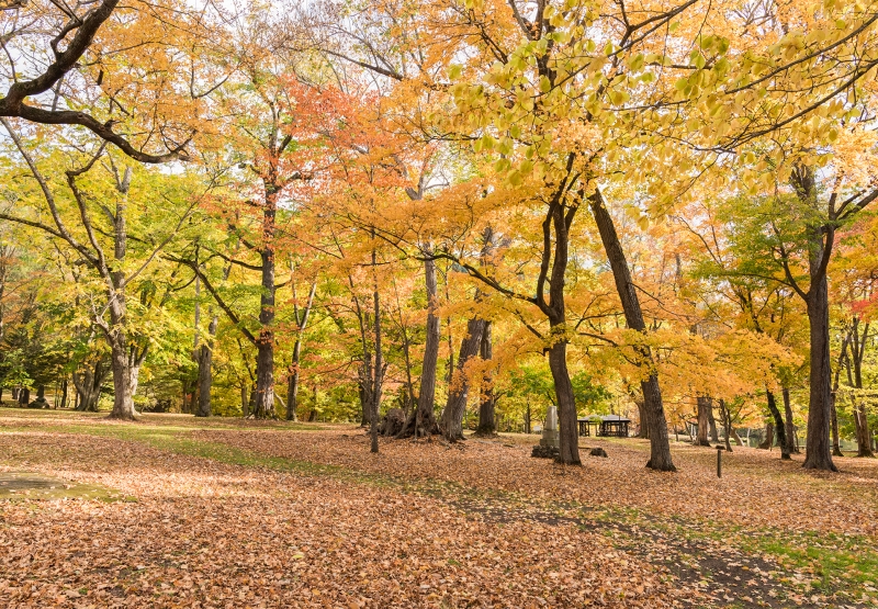 紅葉した木々に囲まれた鳥沼公園の遊歩道