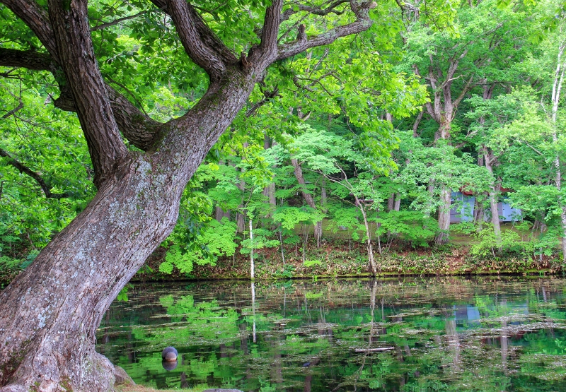 鳥沼公園の湧水の沼に木々が鏡のように映り込む夏の水面