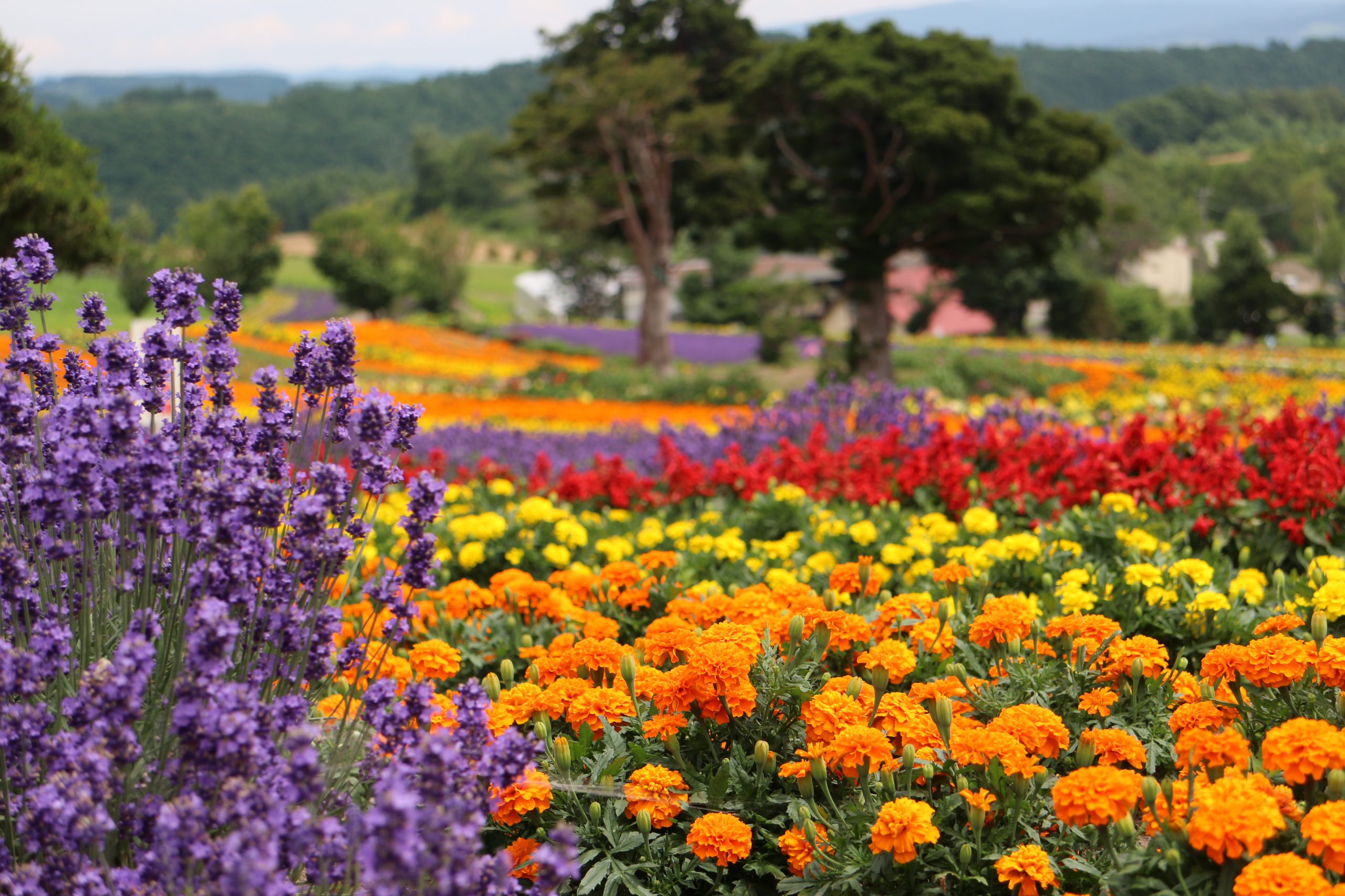 ぜるぶの丘のマリーゴールドとサルビアの花畑、奥に広がる丘陵と民家