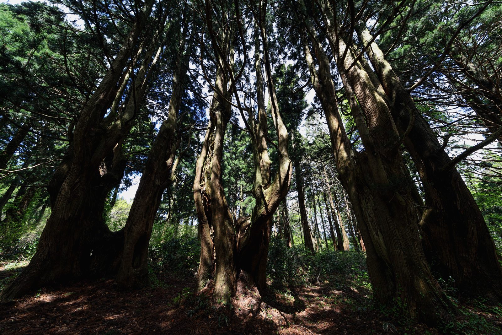 根元から幾本にも枝分かれした、樹齢1000年を超える幻想の森の天然杉