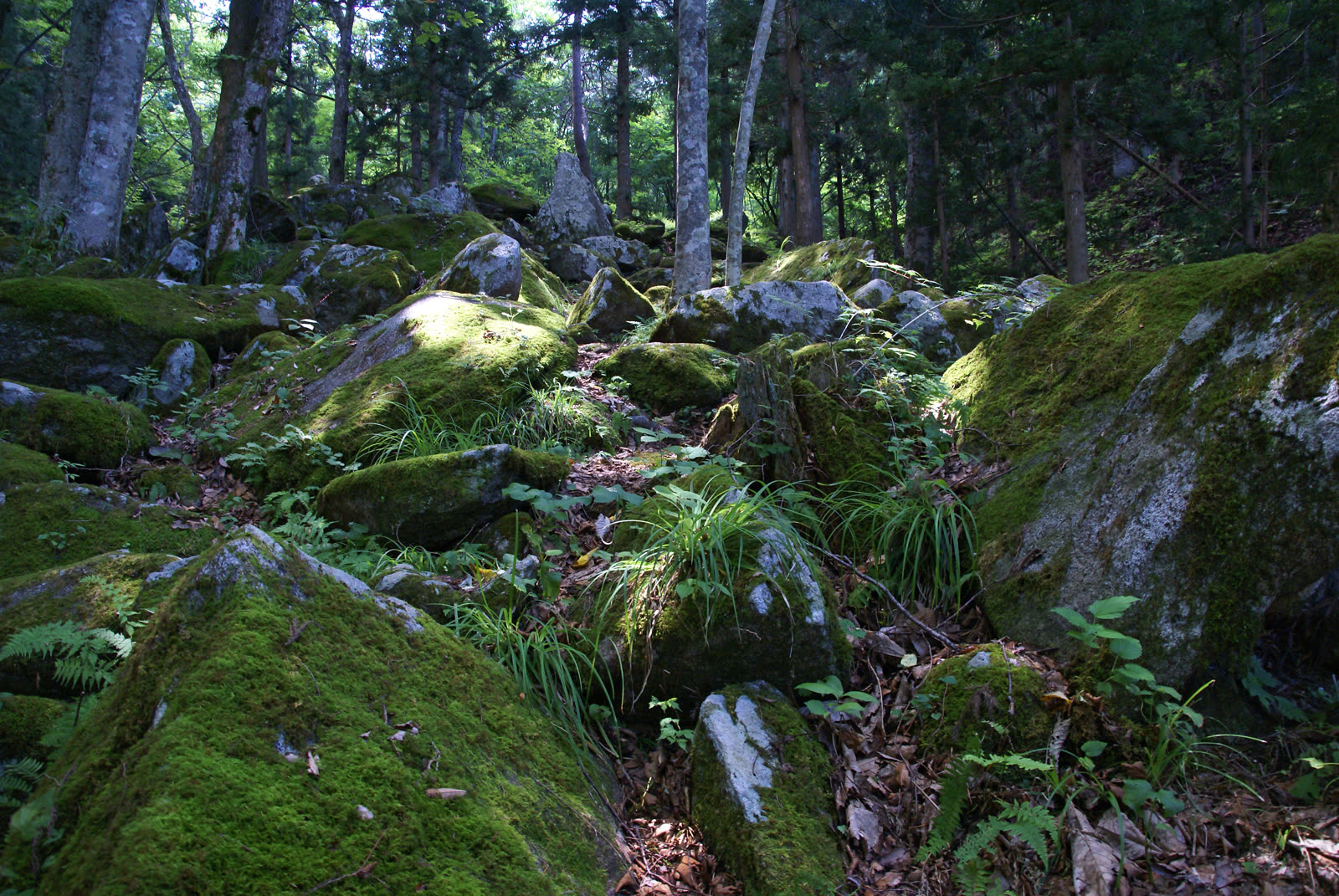 苔むした自然石が並ぶ五百羅漢の森