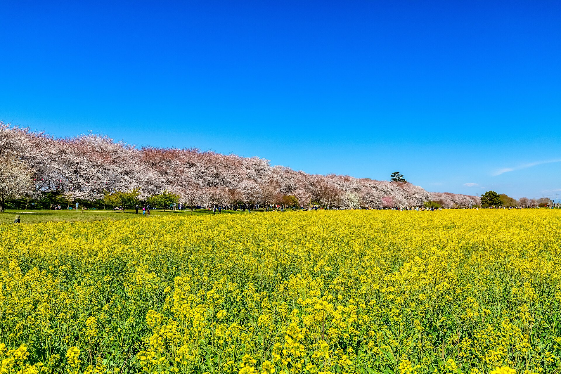幸手権現堂桜堤