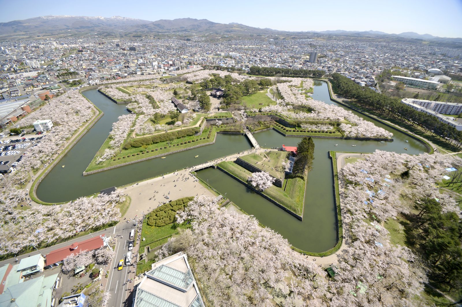 桜が満開の五稜郭公園を上空から望む