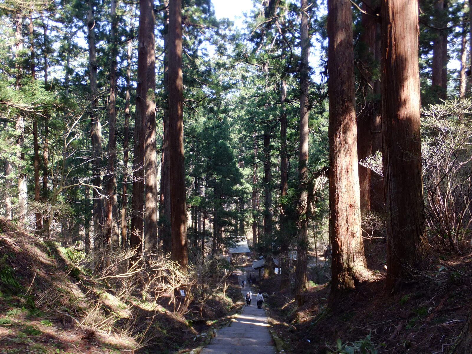 羽黒山表参道、樹齢500年を超える杉並木の石段