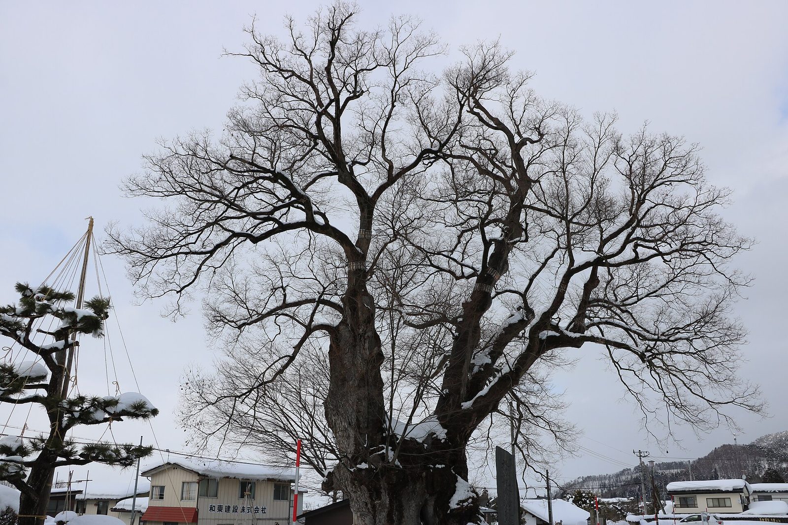 雪化粧をまとった東根の大ケヤキ