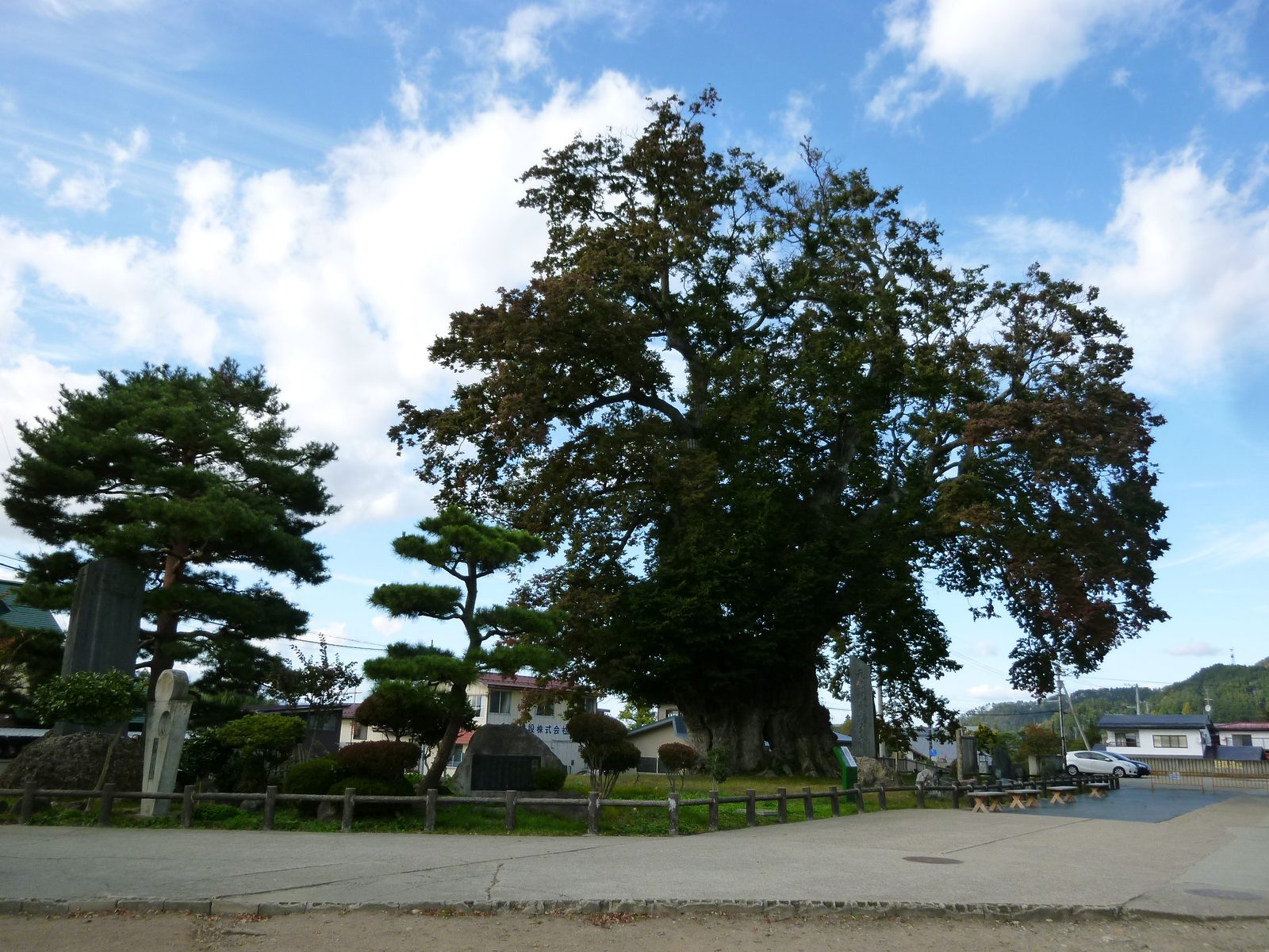 山形県東根市、樹齢1500年以上の国指定特別天然記念物・東根の大ケヤキ