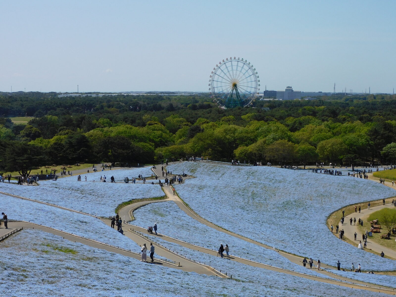 国営ひたち海浜公園、みはらしの丘のネモフィラ
