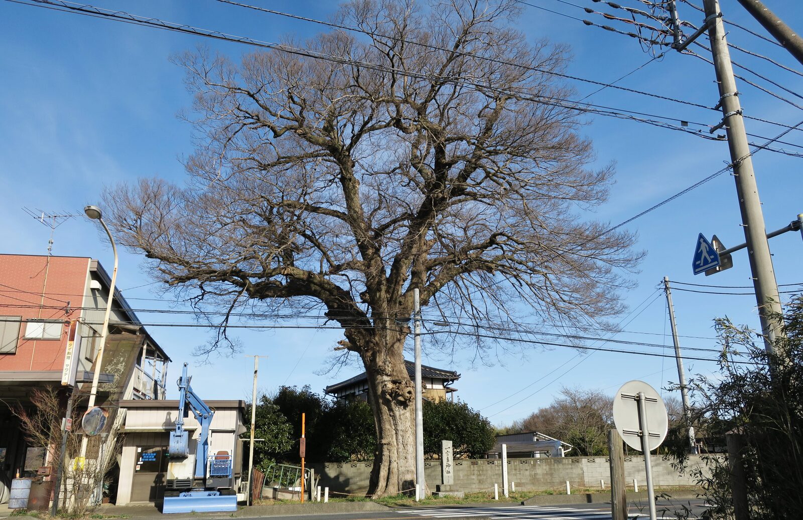 天然記念物、大塚戸のムクノキ