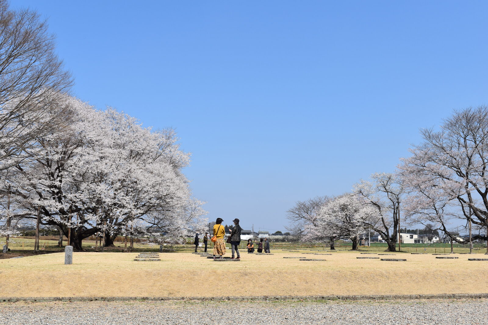 天平の丘公園の満開の桜と来園者