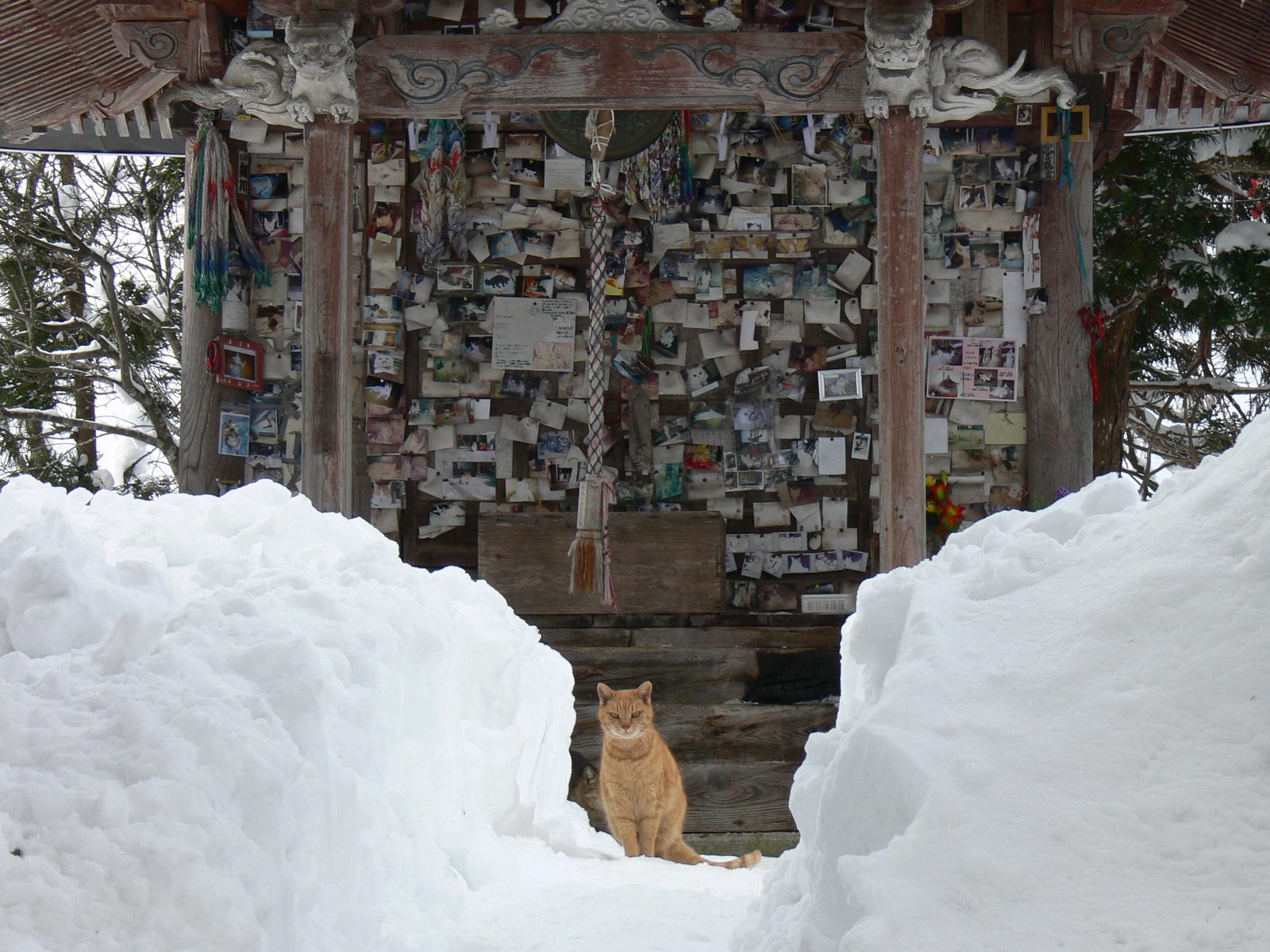 猫の宮の入口、雪の中に佇む猫と奉納された写真でいっぱいの社殿