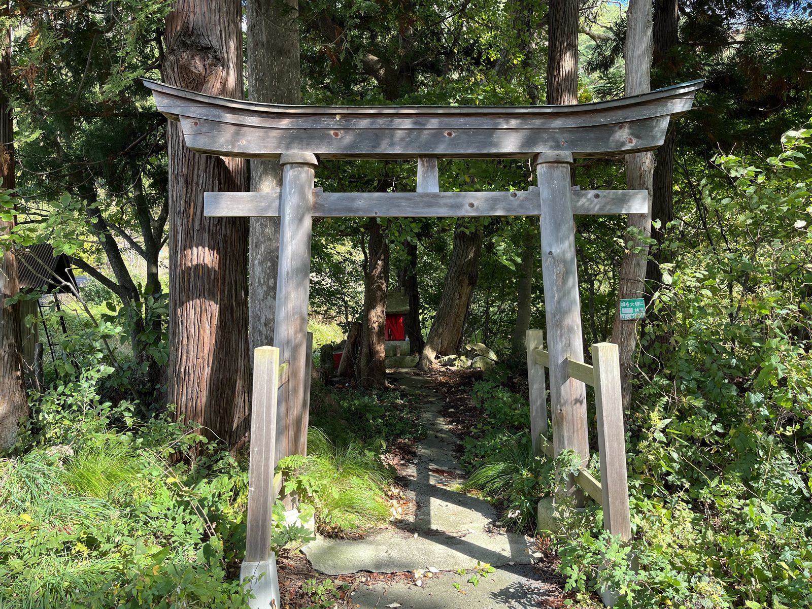 高安の杉木立に佇む鳥居と小さな祠