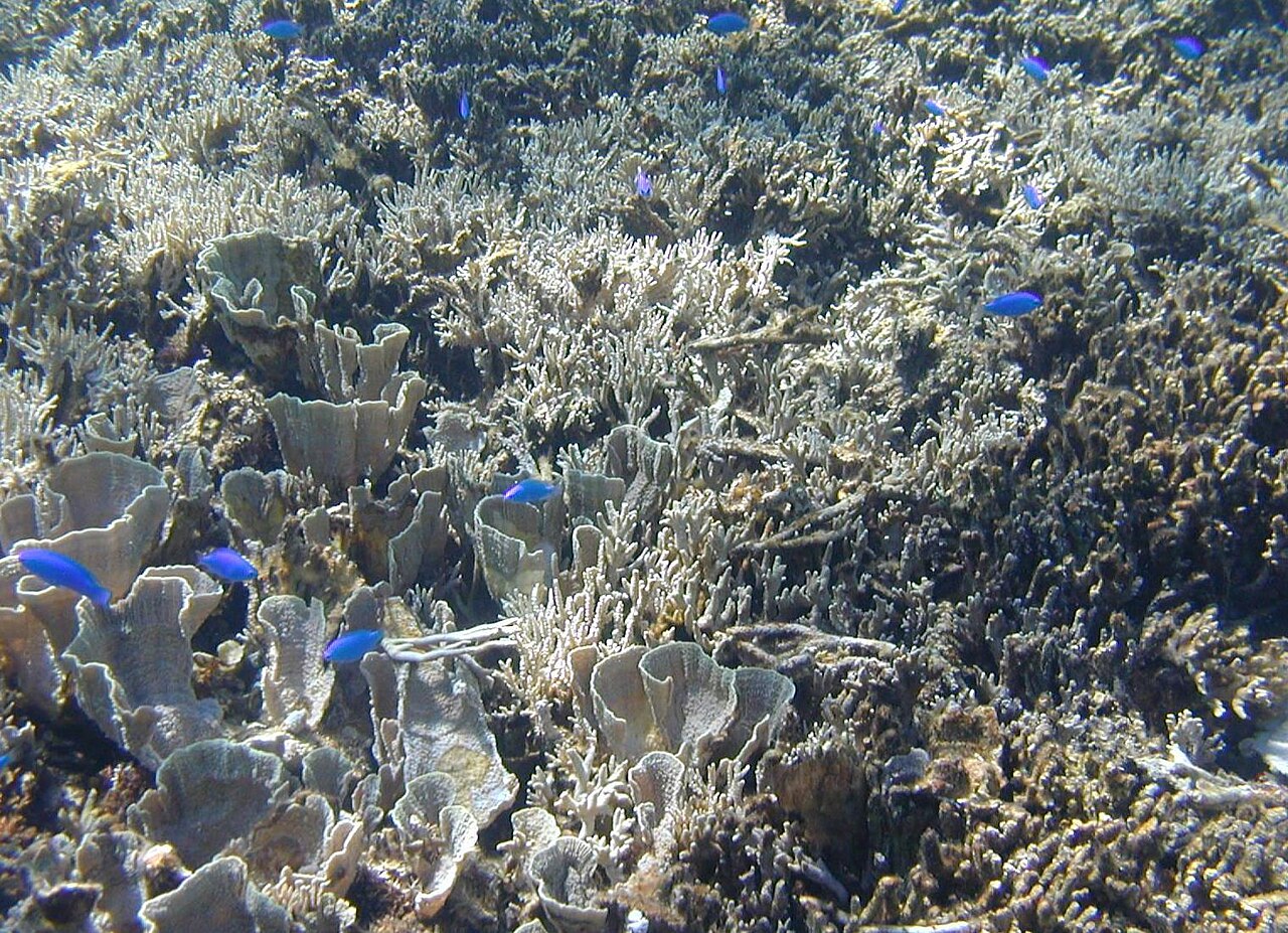 白保海岸のサンゴの群れと熱帯魚(水中)