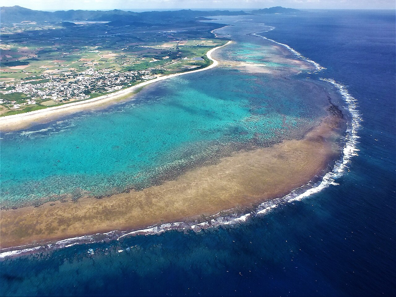 白保海岸のアオサンゴ群落