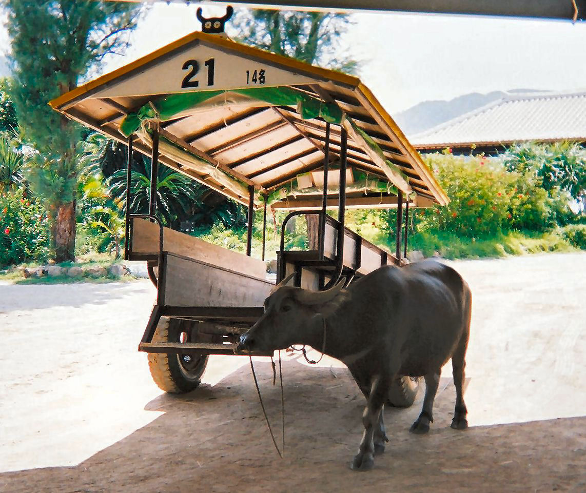 由布島へ渡る水牛車