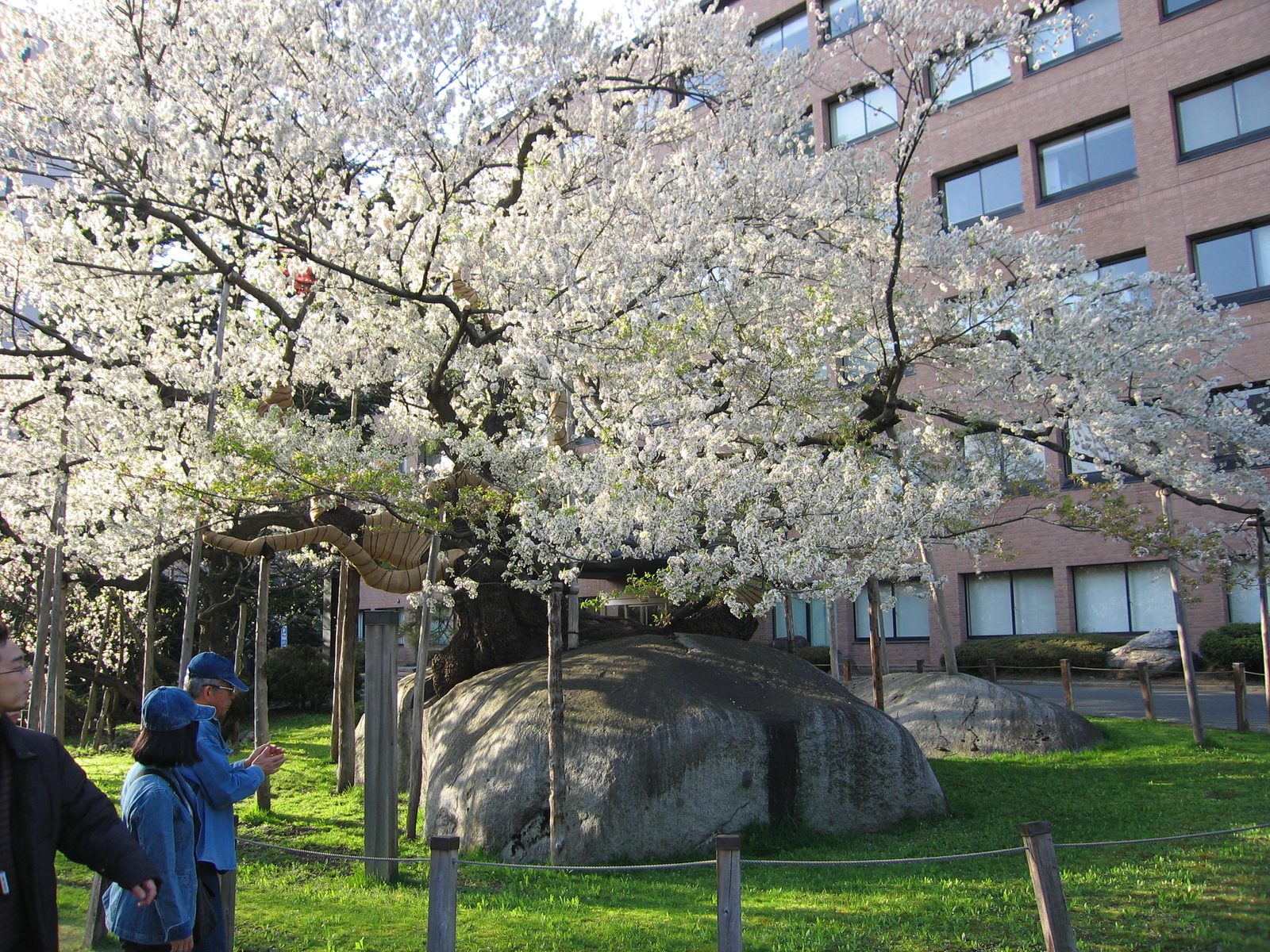 石割桜