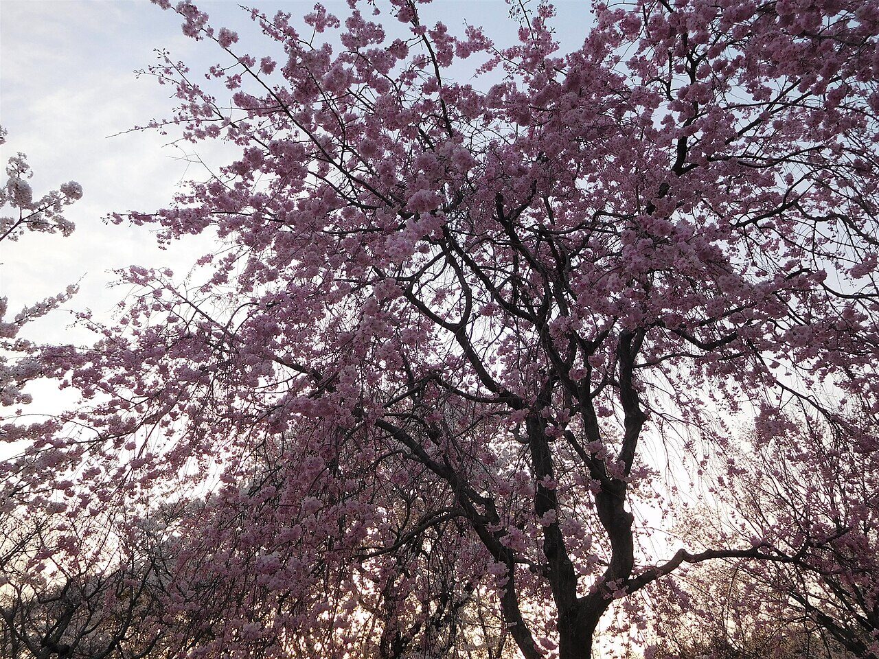 磯部桜川公園を彩る桜川のサクラ