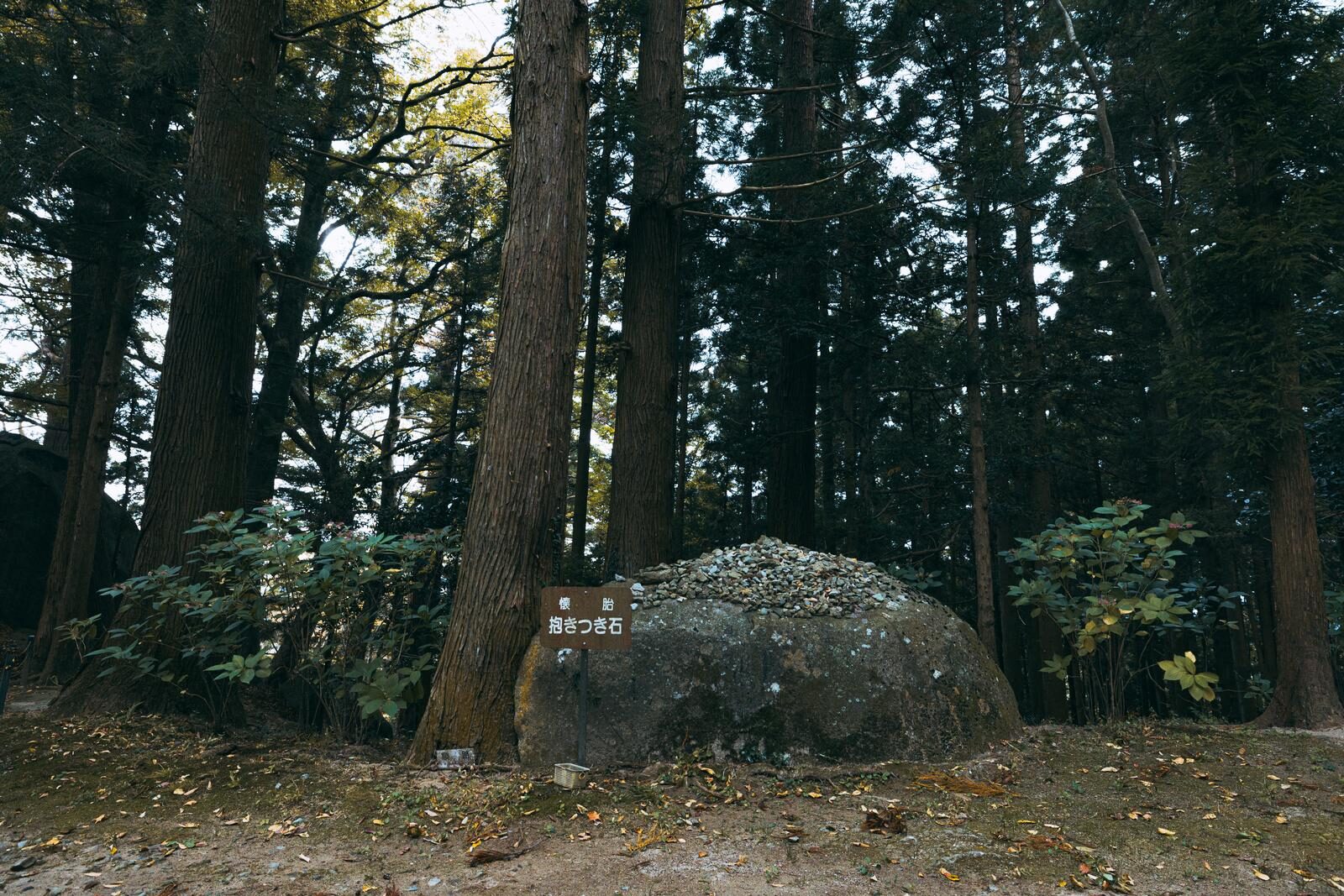 岩角山岩角寺境内の抱きつき石と杉の巨木