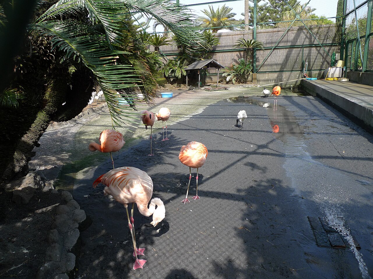 熱川バナナワニ園の熱帯植物と睡蓮