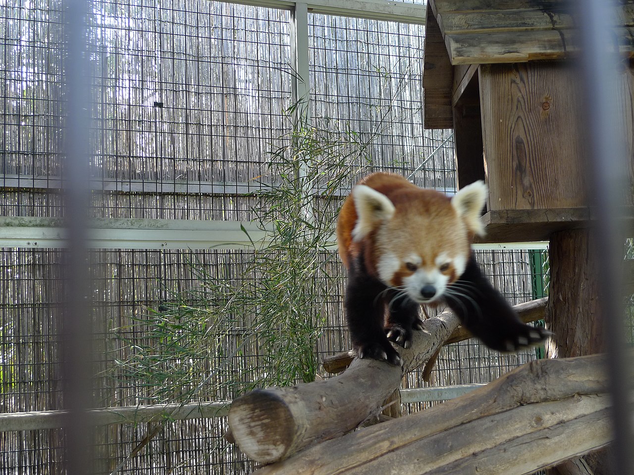 熱川バナナワニ園で栽培されるバナナ