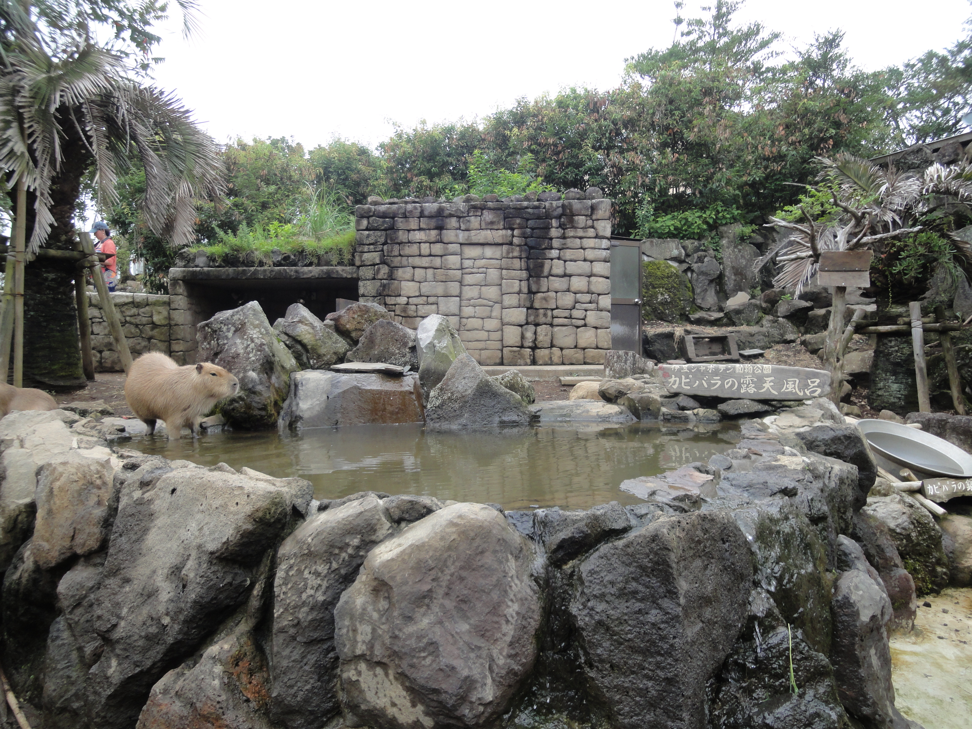 伊豆シャボテン動物公園のカピバラ