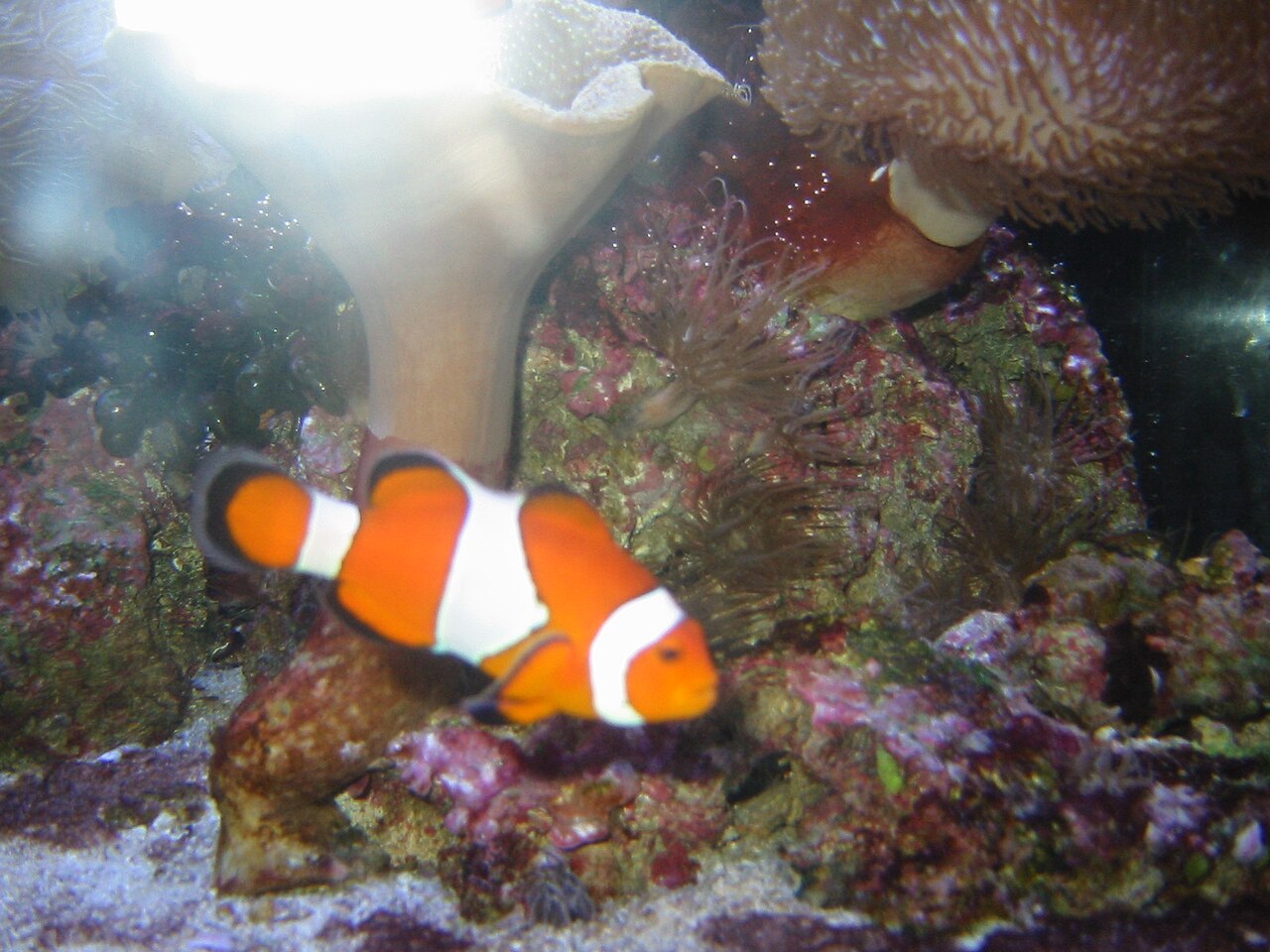 伊豆・三津シーパラダイスの深海生物ゾーン