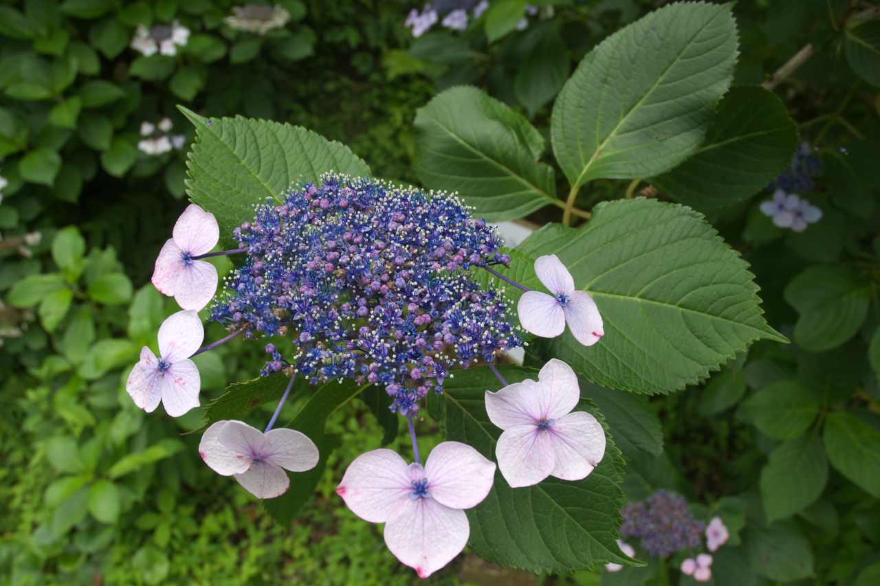 下田公園に咲くあじさい