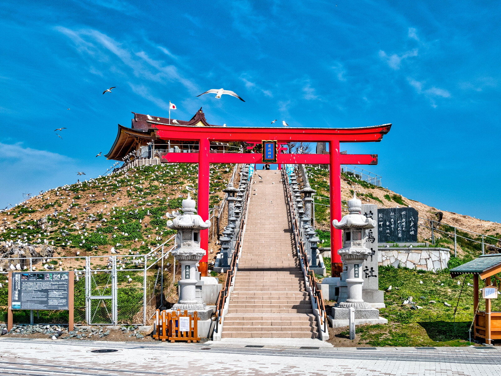 蕪嶋神社の大鳥居と石段、上空を舞うウミネコ