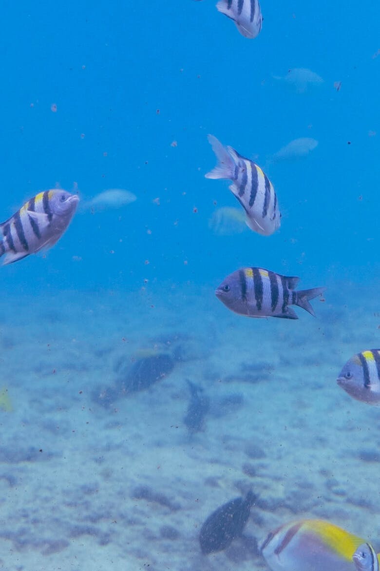 観察窓越しに泳ぐ縞模様の熱帯魚の群れ
