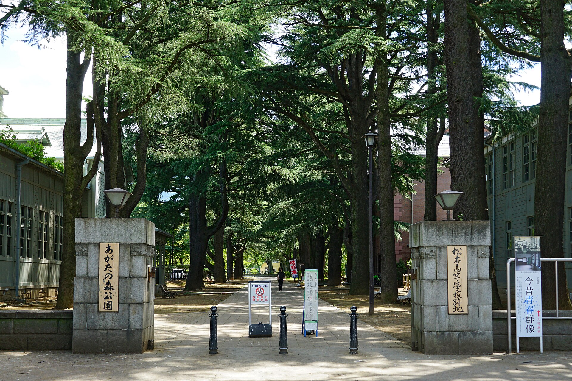 あがたの森公園のヒマラヤ杉並木と旧制松本高等学校校舎