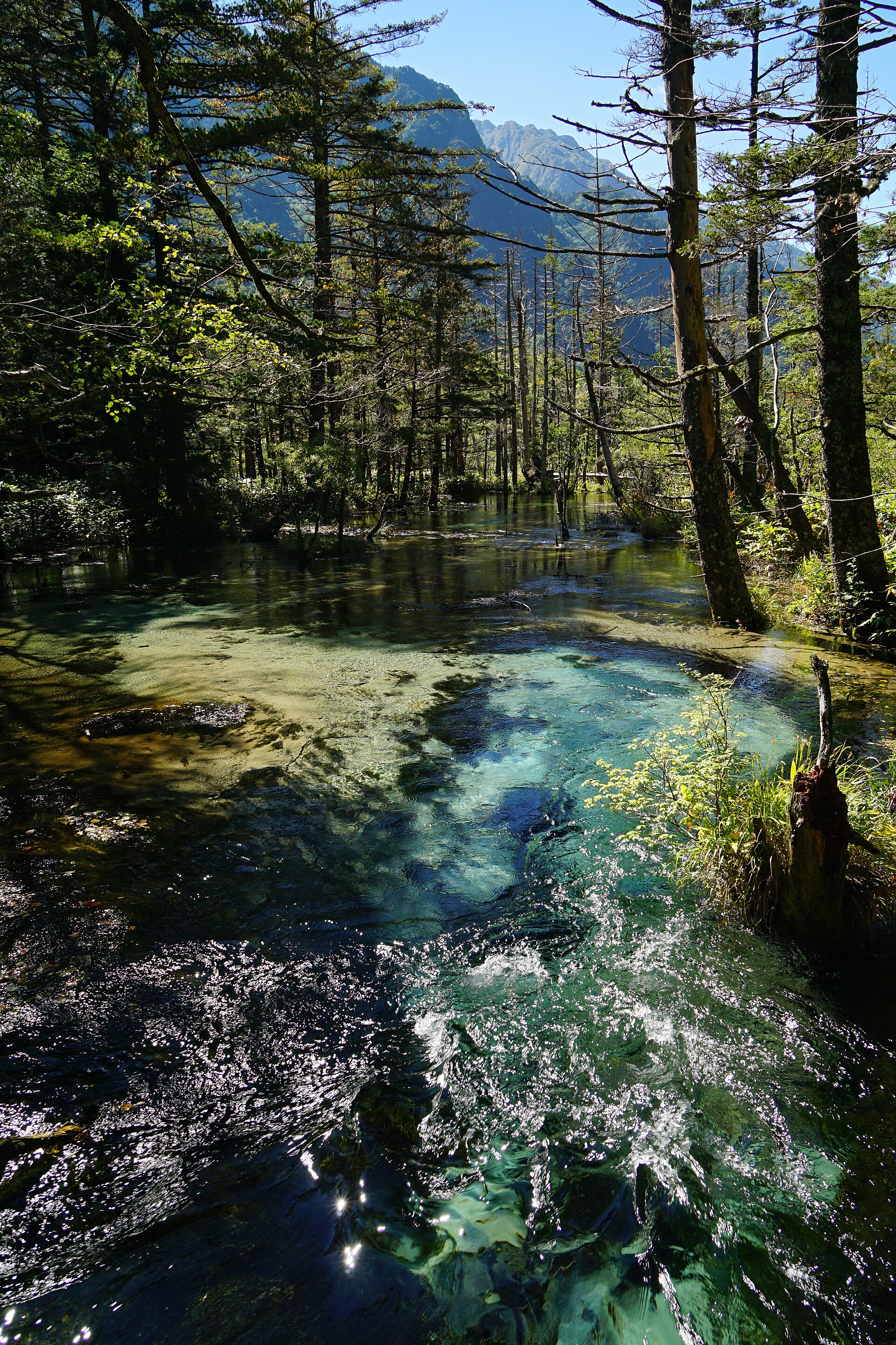 岳沢湿原の水底の藻とエメラルド色に光る湧水