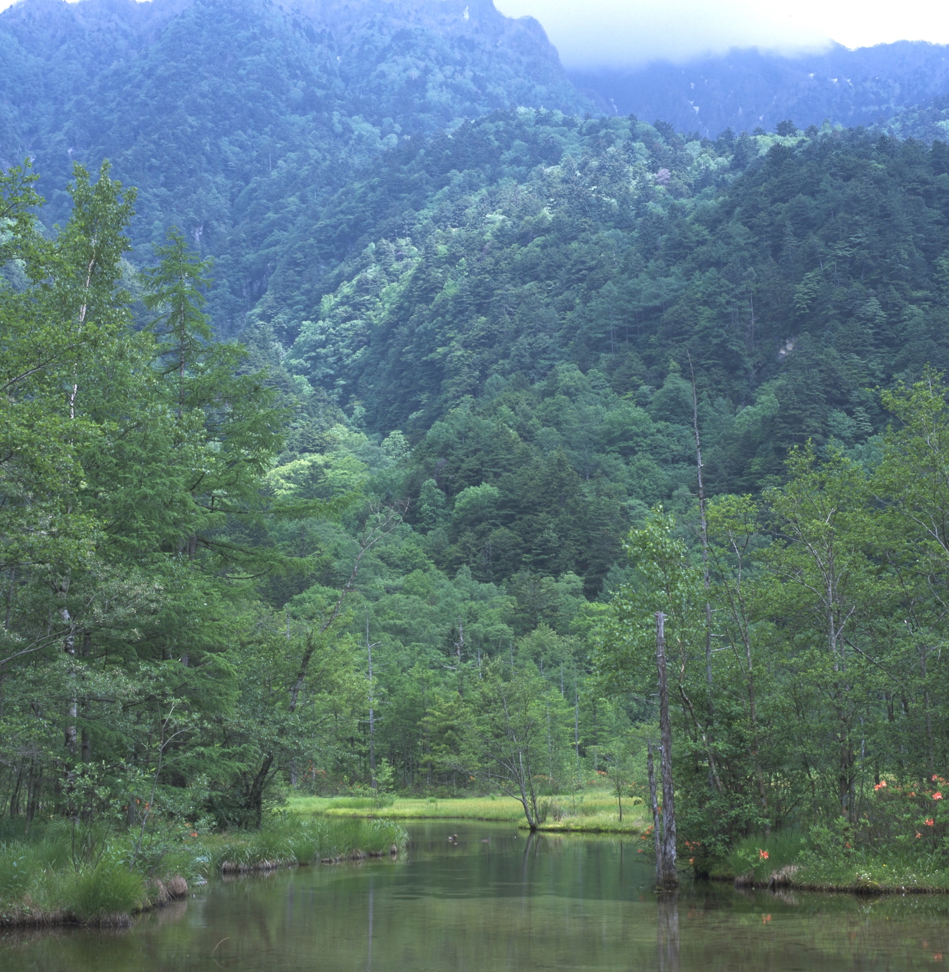 上高地の湿原の草地と静かな水面（岳沢湿原周辺の湿原風景）