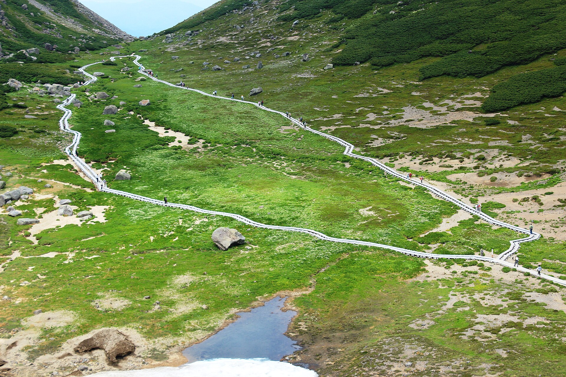 乗鞍畳平のお花畑を巡る木道と高山植物