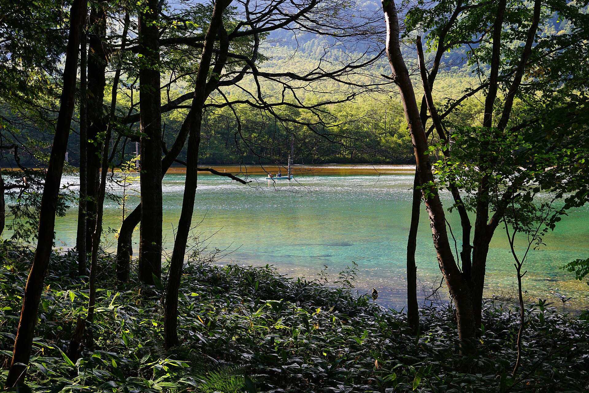 樹林越しに見る大正池の水面
