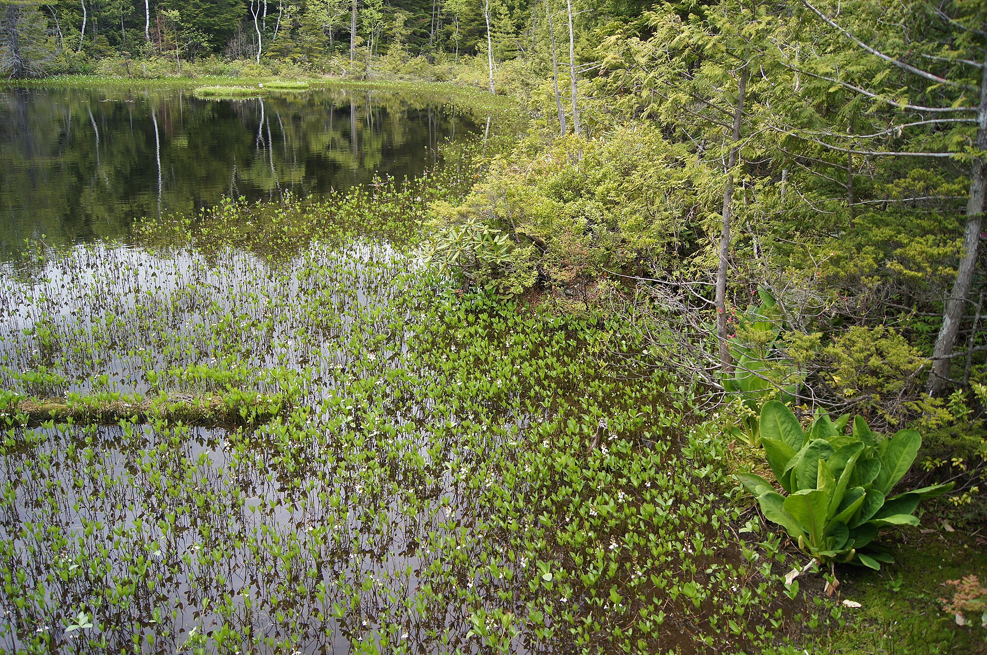 牛留池の水面に群生するミツガシワの白い花と水芭蕉