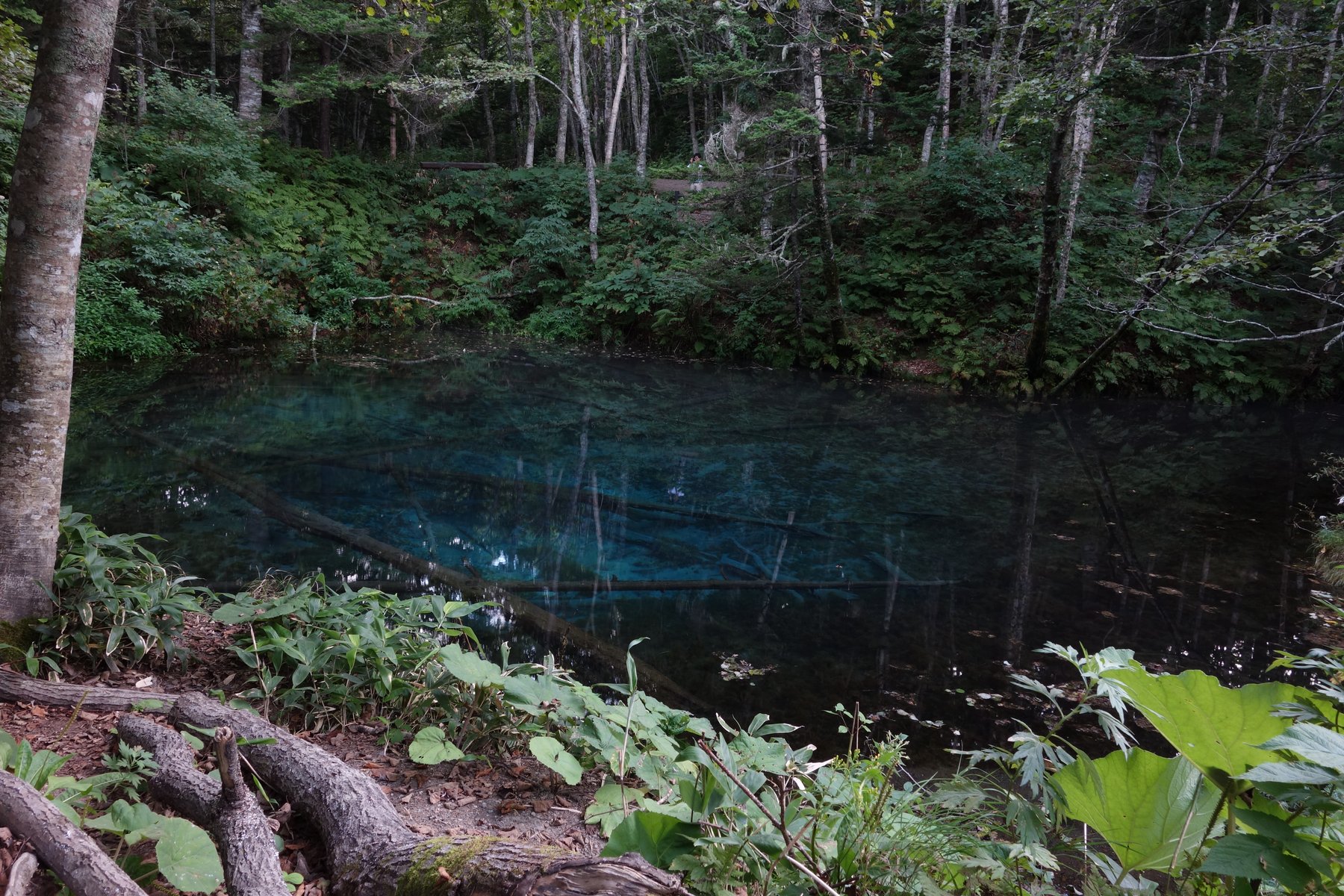神の子池の全景、原生林に囲まれた湧水池