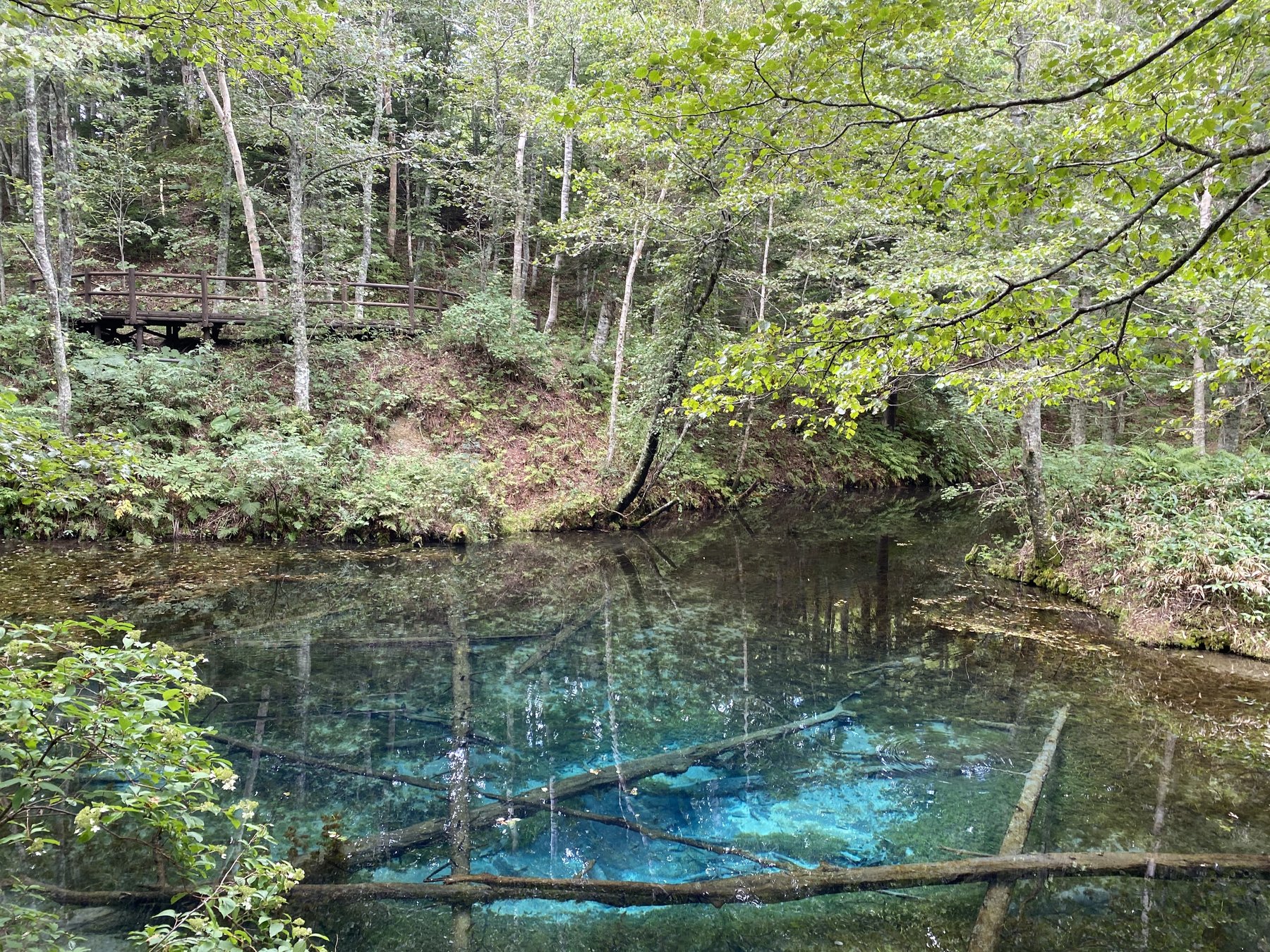 木道から眺める神の子池の青い湧水