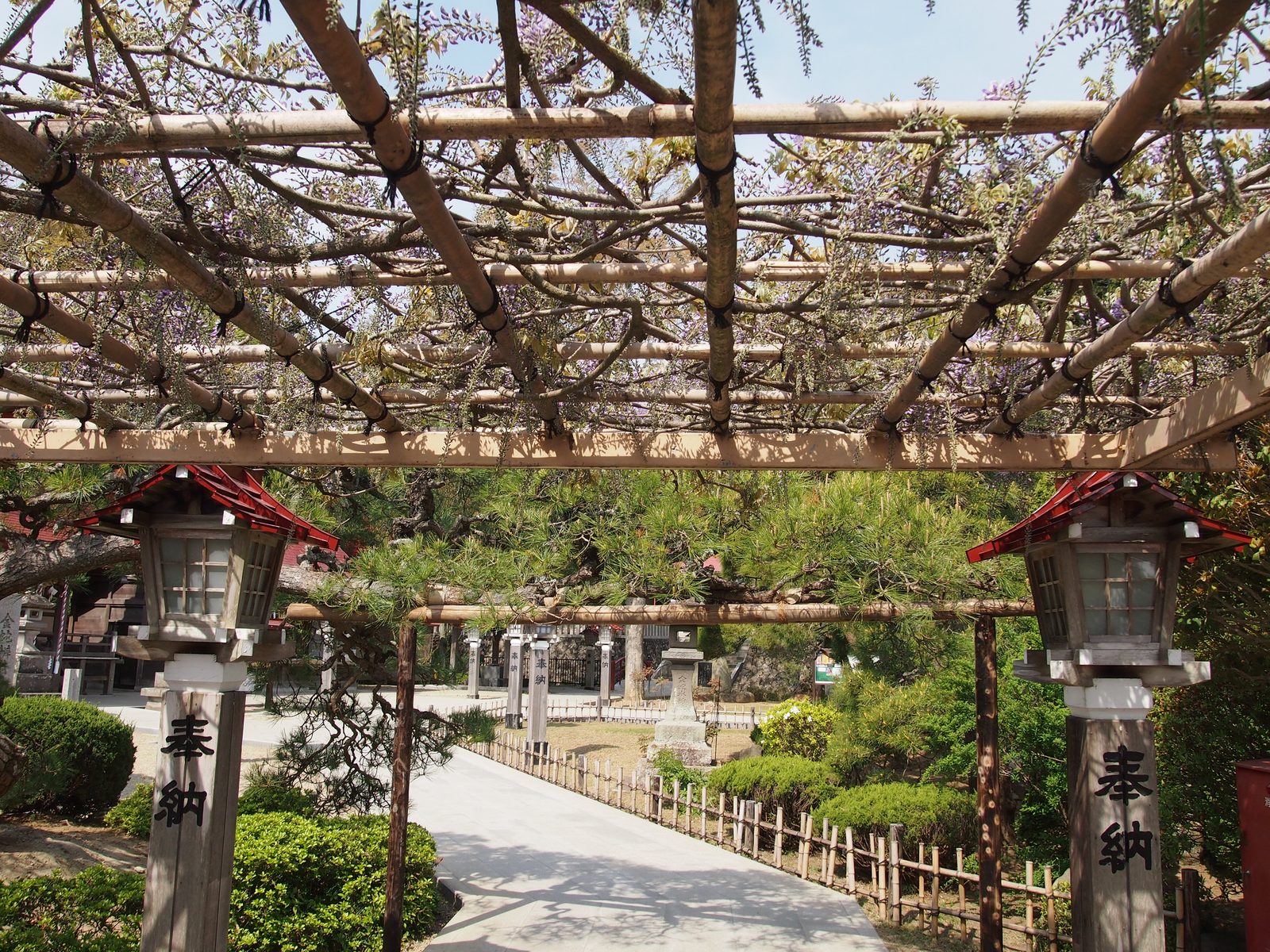 金蛇水神社の藤棚越しに見える境内参道