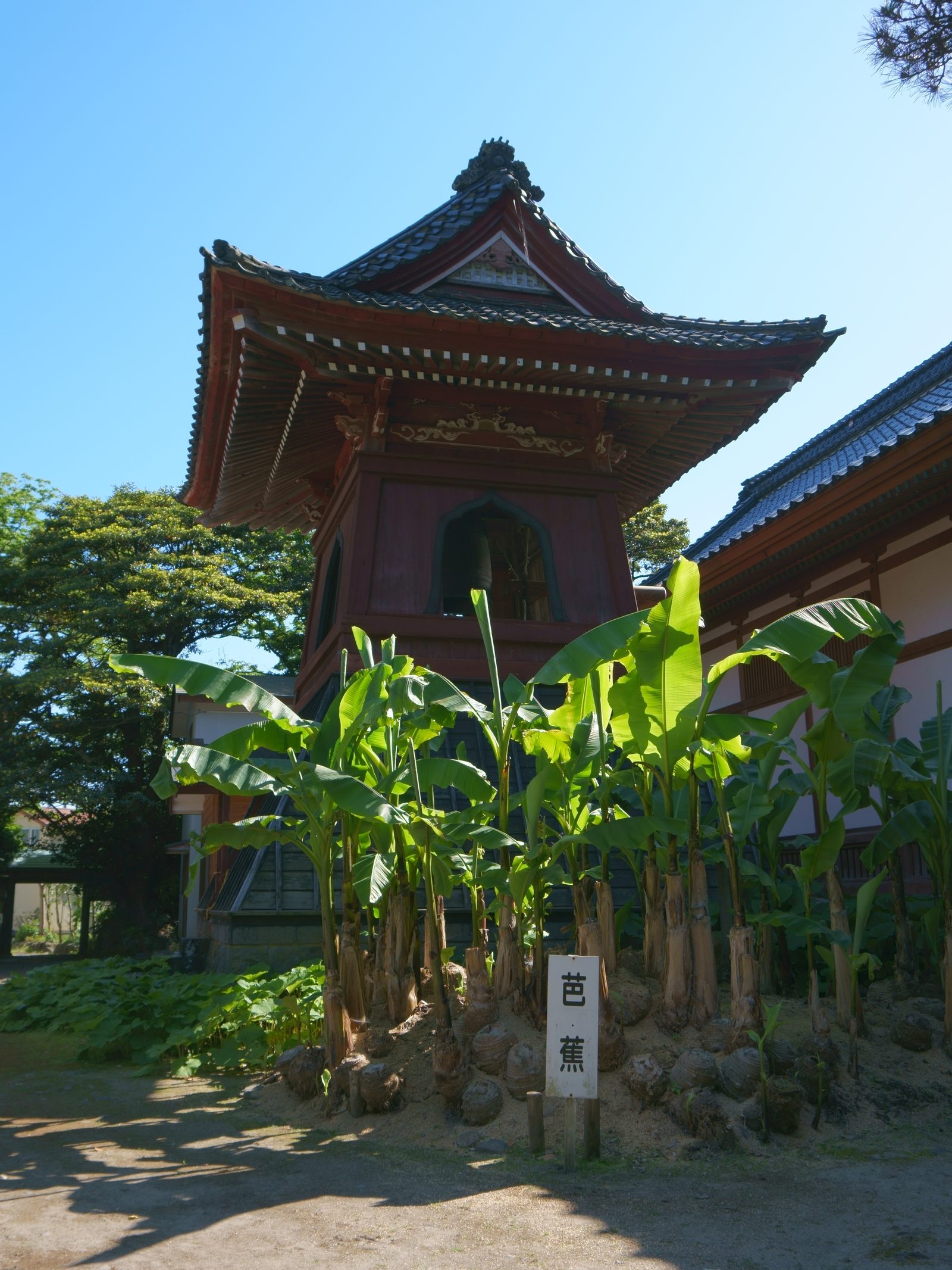 蚶満寺の鐘楼と境内の芭蕉ゆかりの植栽