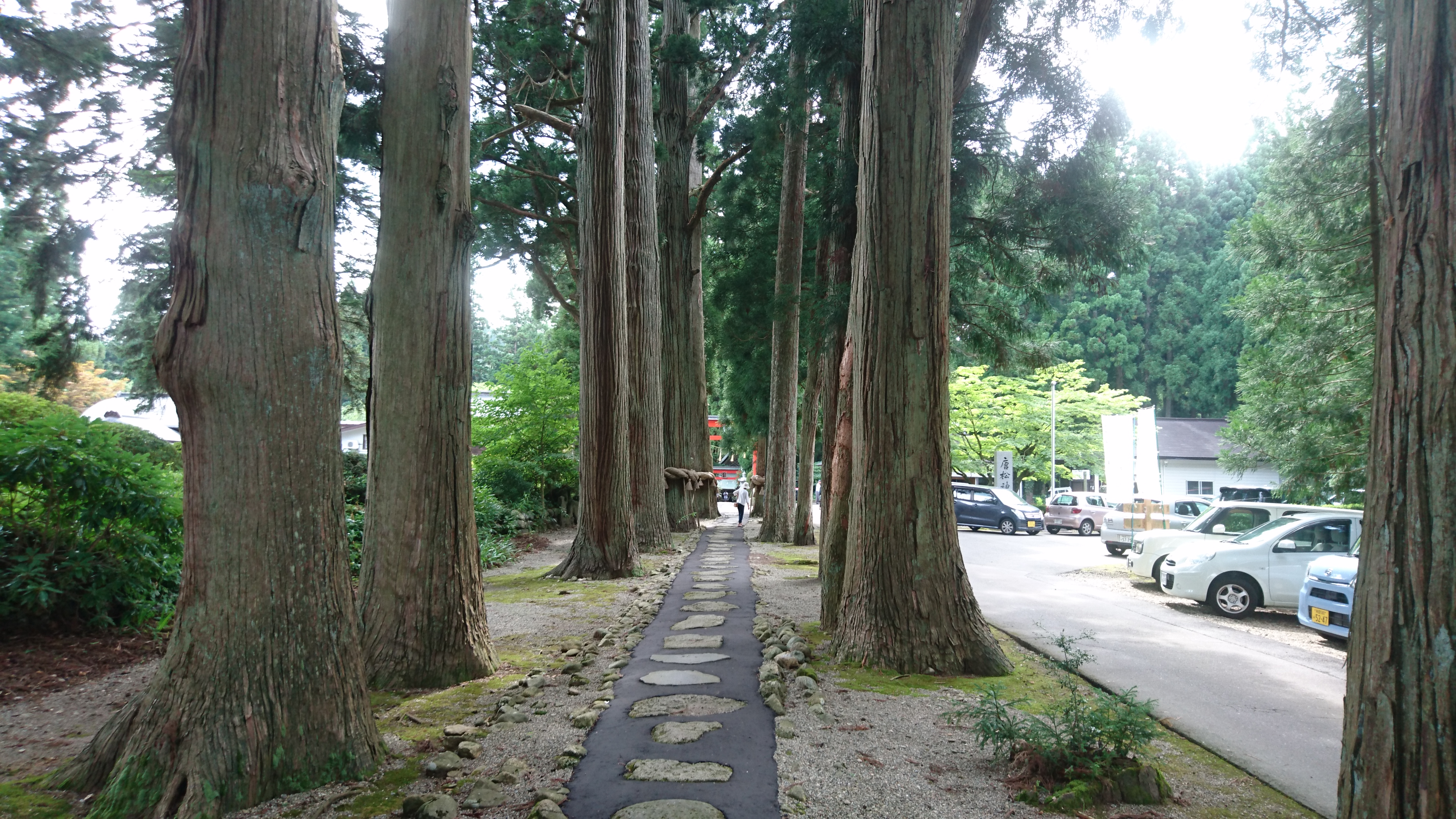 唐松神社の参道に続く杉並木