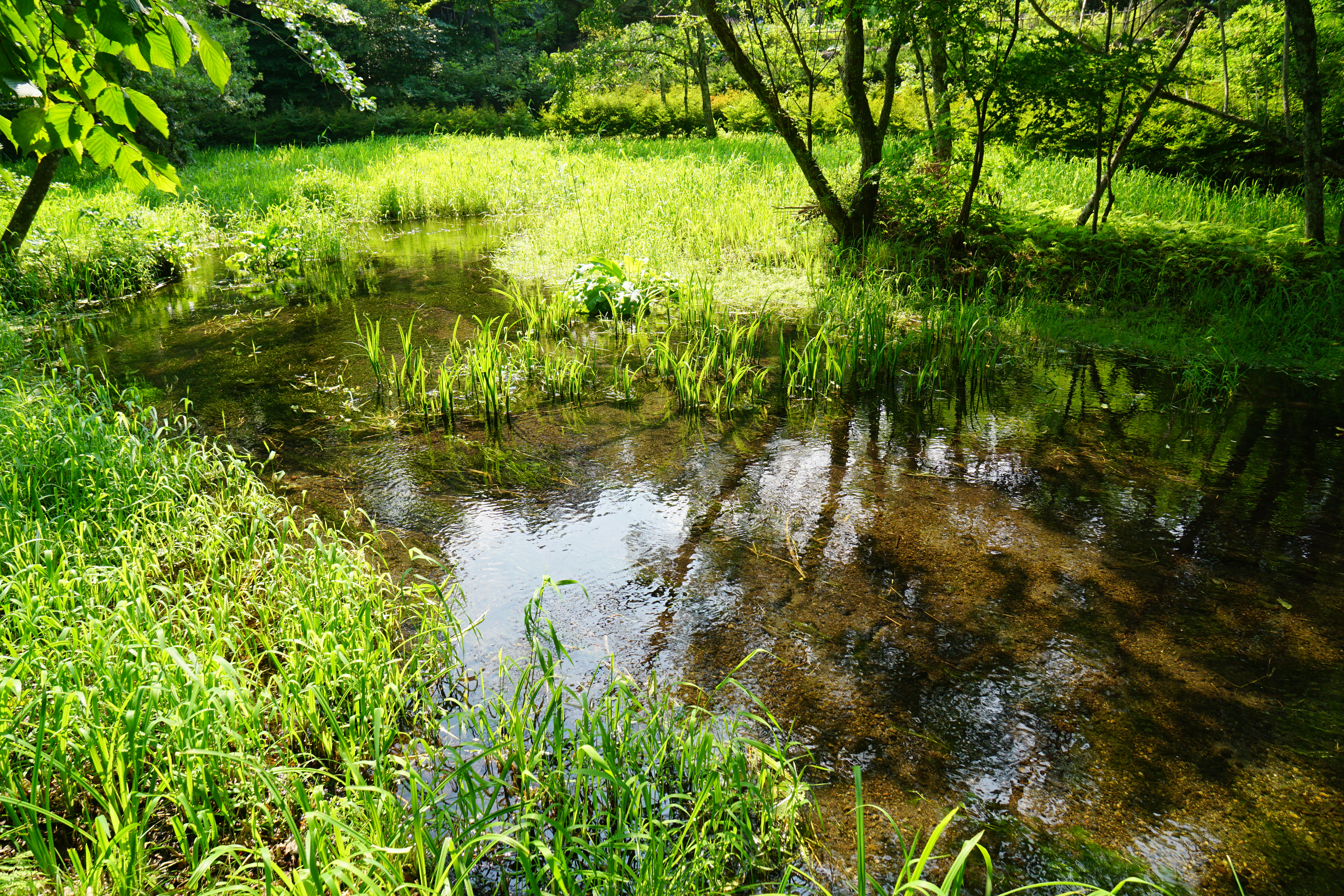 雲場池の池畔、木漏れ日の差す浅い水辺と水草、そばに茂る夏草
